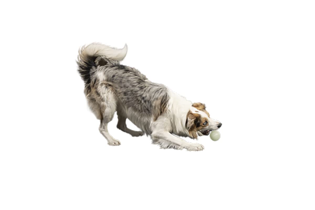 KIWI WALKER UV BALL MAXI