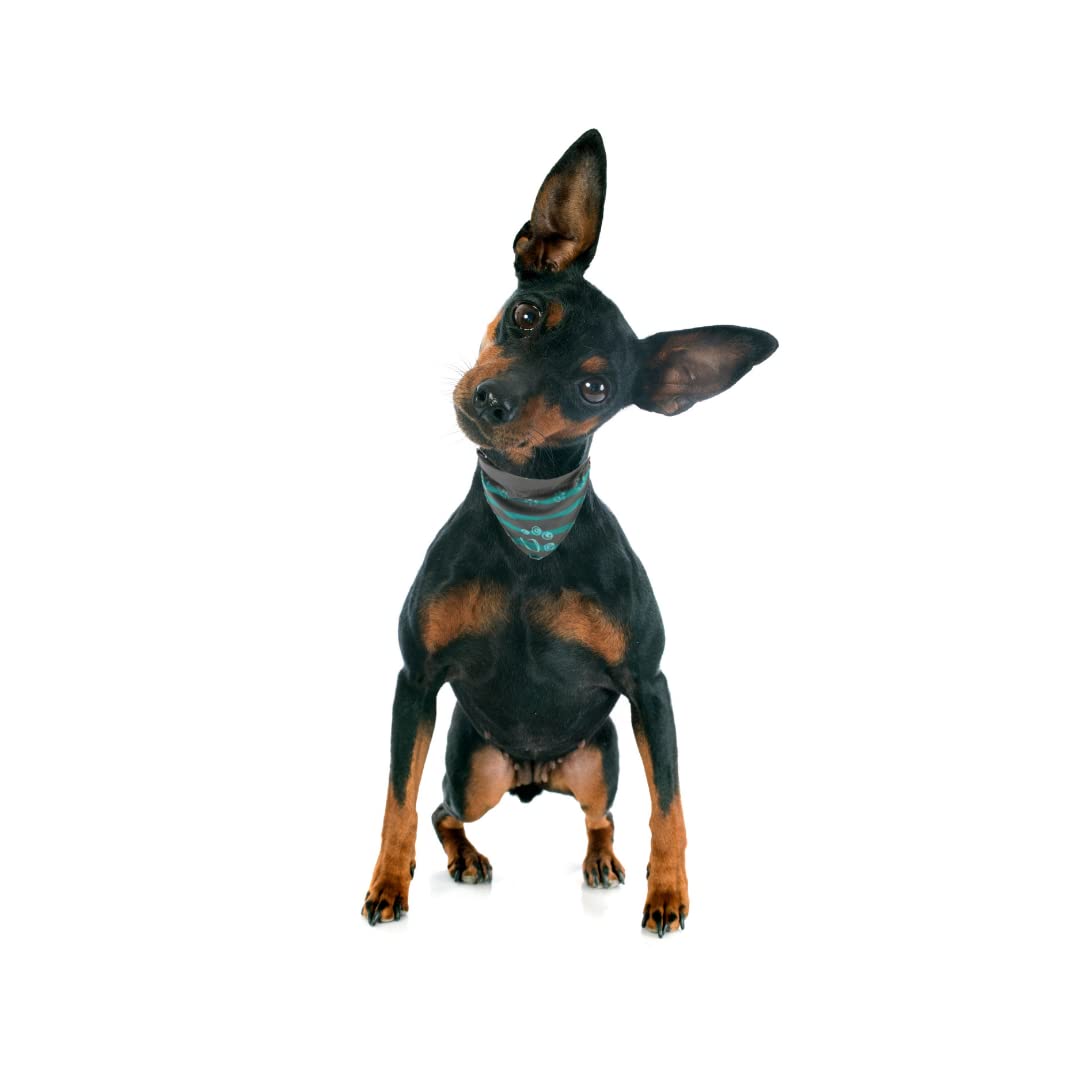 COLLAR WITH NECKERCHIEF M 37 47 CM 20 MM GRAPHITE