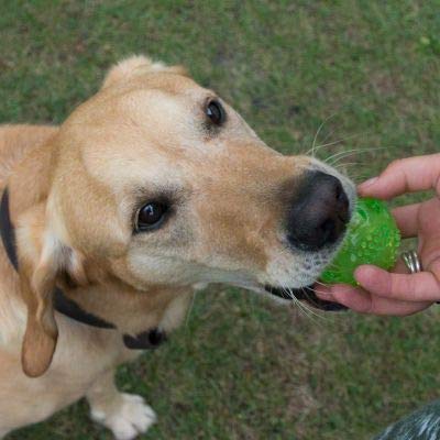 M PETS SQUEAKY FUN BALL GREEN