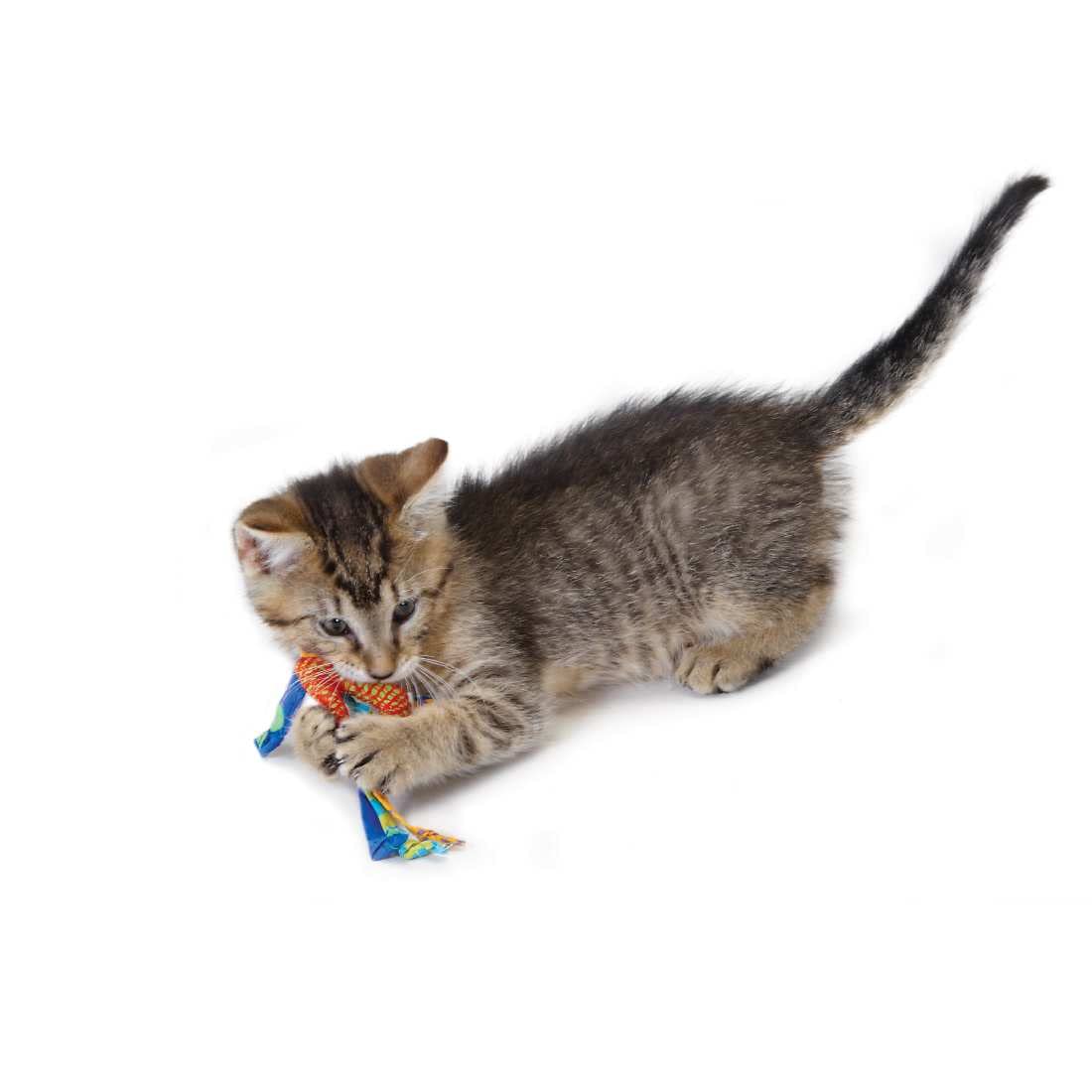 CATNIP DENTAL HEALTH CAT CHEW TOY 6X7 CM