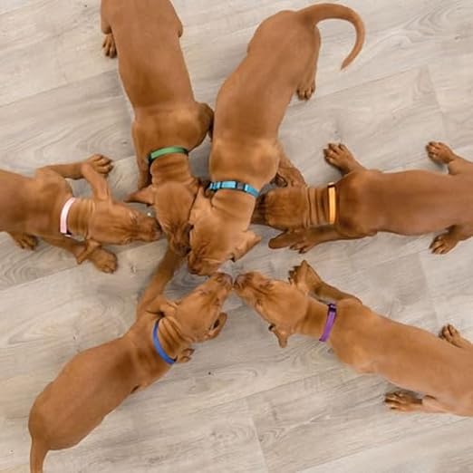 TRIXIE SET OF 6 PUPPY COLLARS LIGHT COLOURS