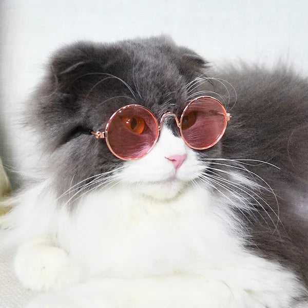 PE PET SUNGLASS