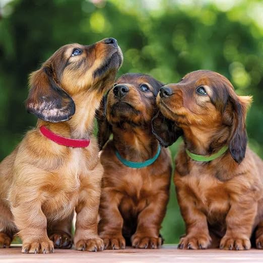 TRIXIE SET OF 6 PUPPY COLLARS DARK COLOURS