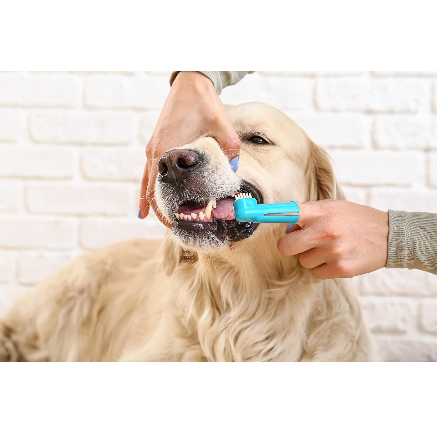 TOOTHBRUSH SET DOG CAT 6CM 2PC