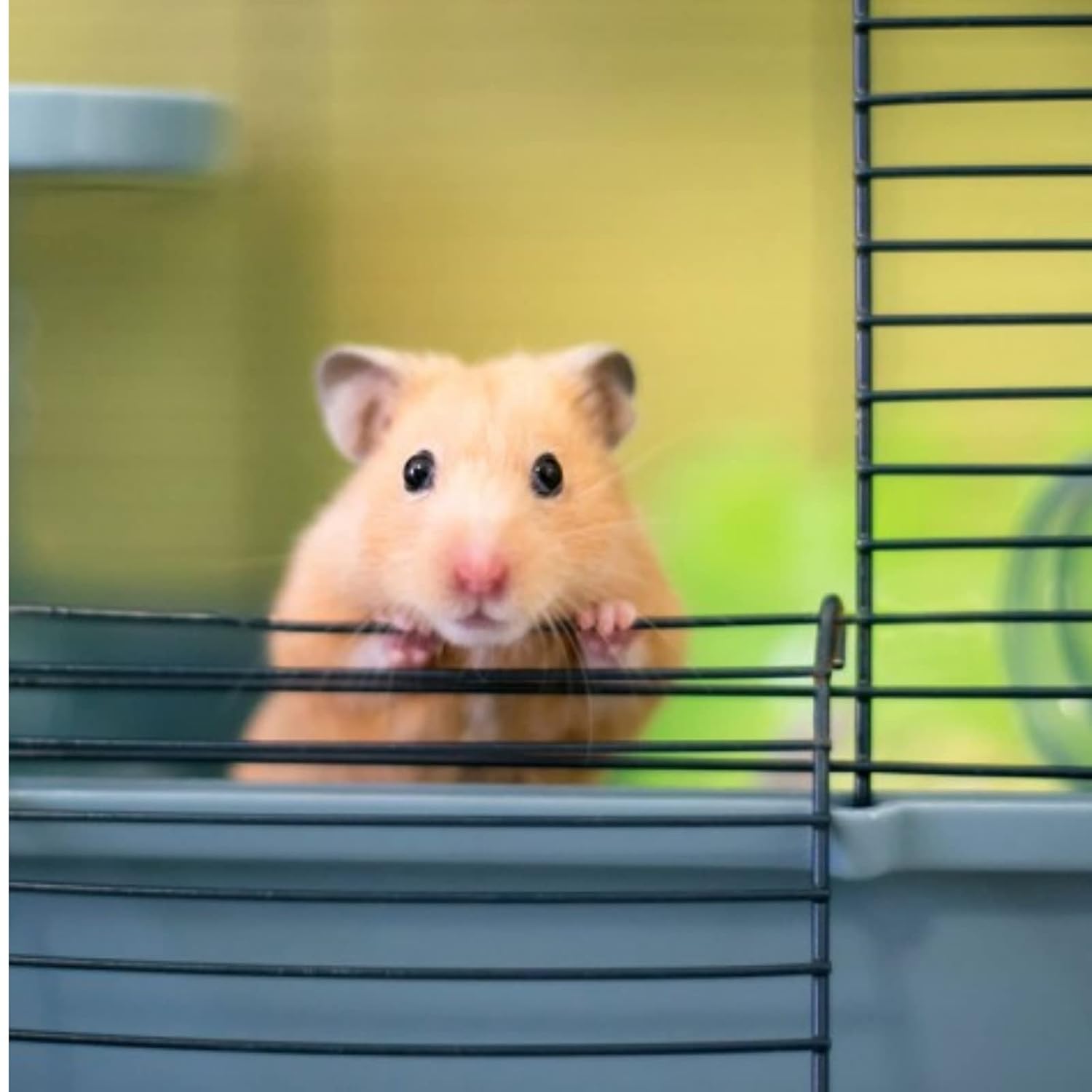 MARTHA HAMSTER AND GUNIEA PIGS CAGE 19X12X8 INCHES