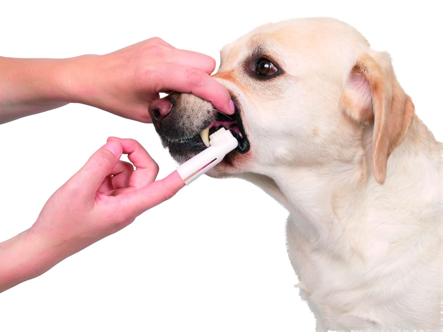 TOOTHBRUSH SET DOG CAT 6CM 2PC