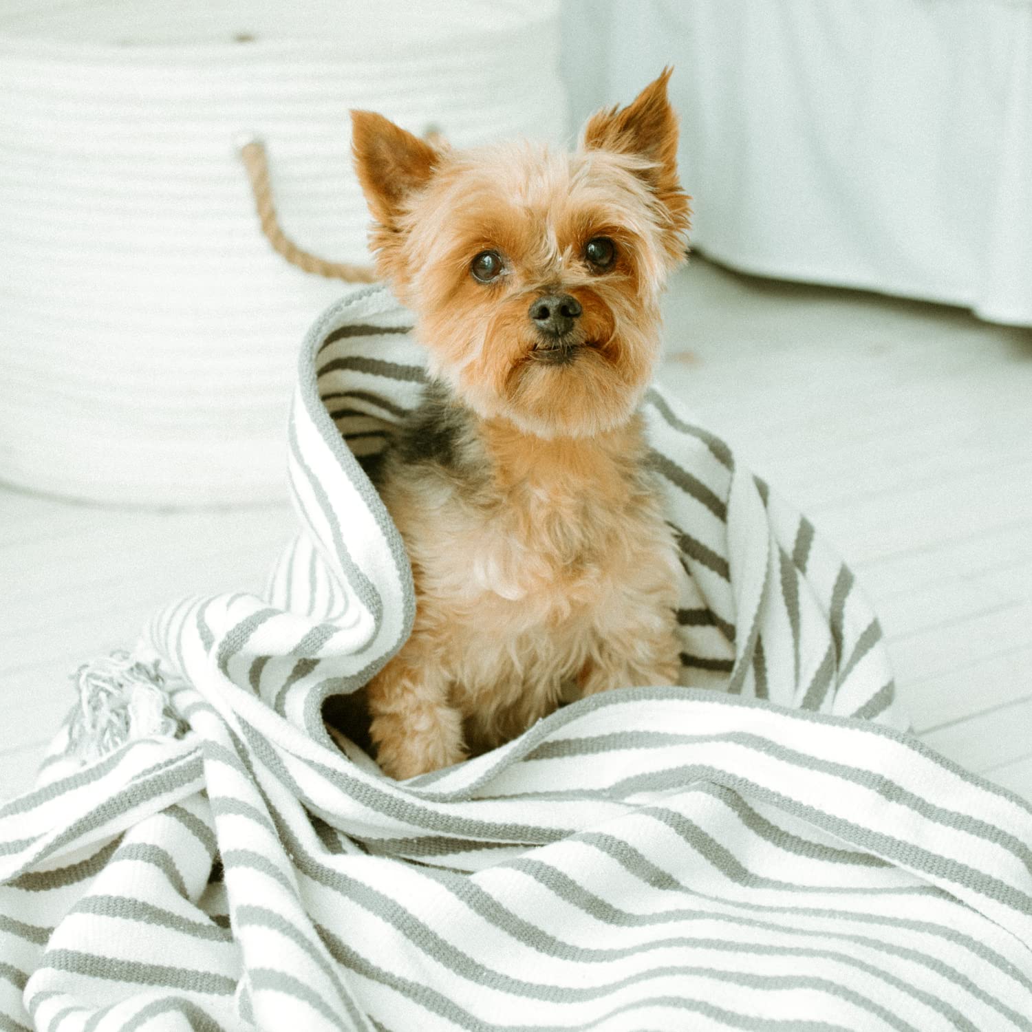 EARTHBATH MANGO TANGO GROOMING SPRITZ