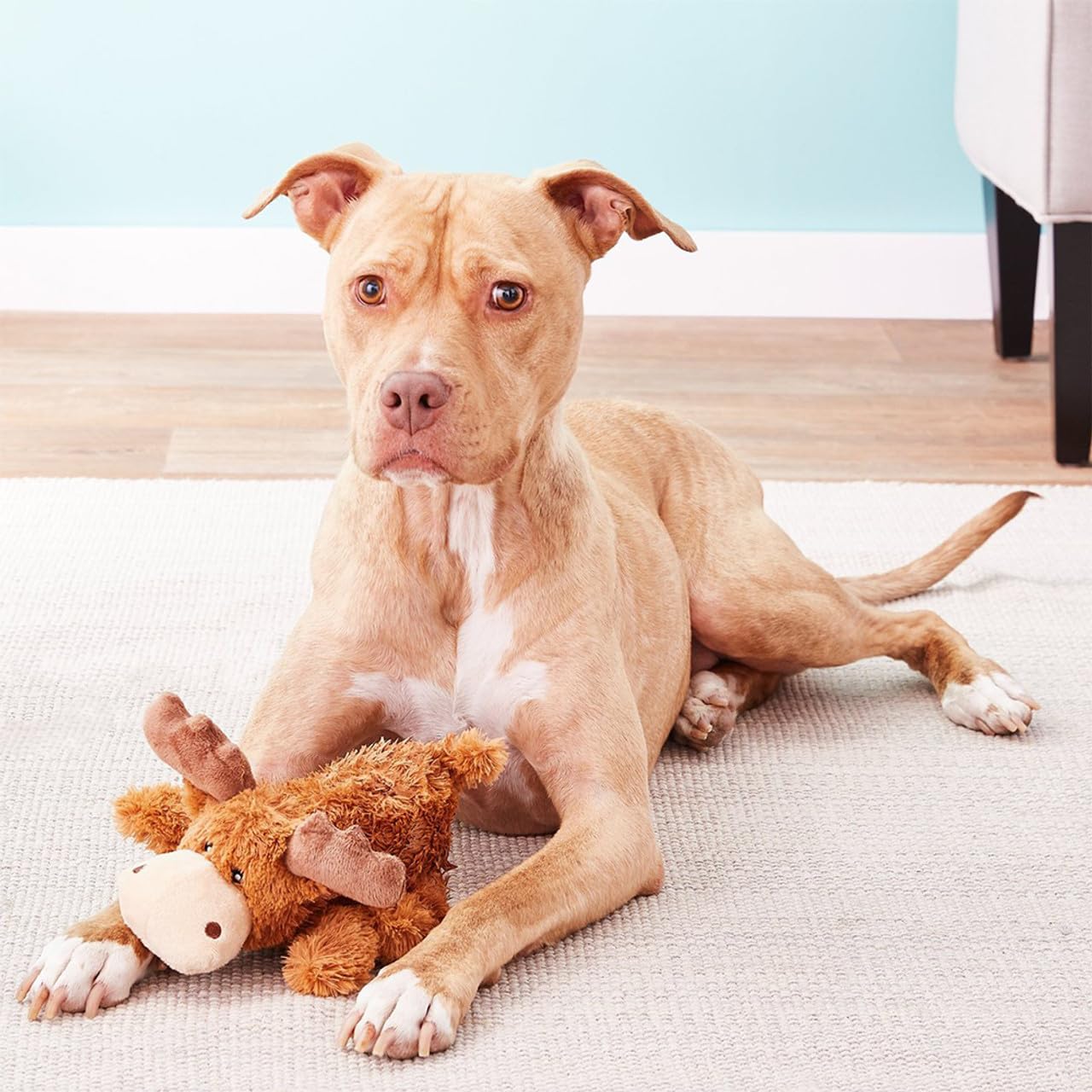 ZY26 COZIE MARVIN MOOSE MEDIUM