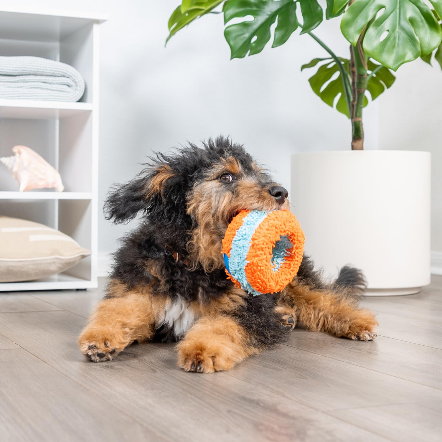 CHUCKIT INDOOR ROLLER