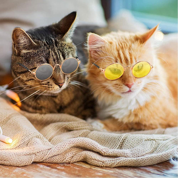 PE PET SUNGLASS
