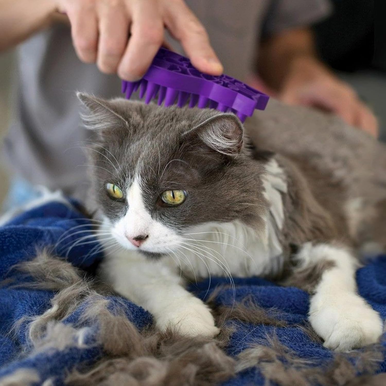 CZG CAT ZOOM GROOM