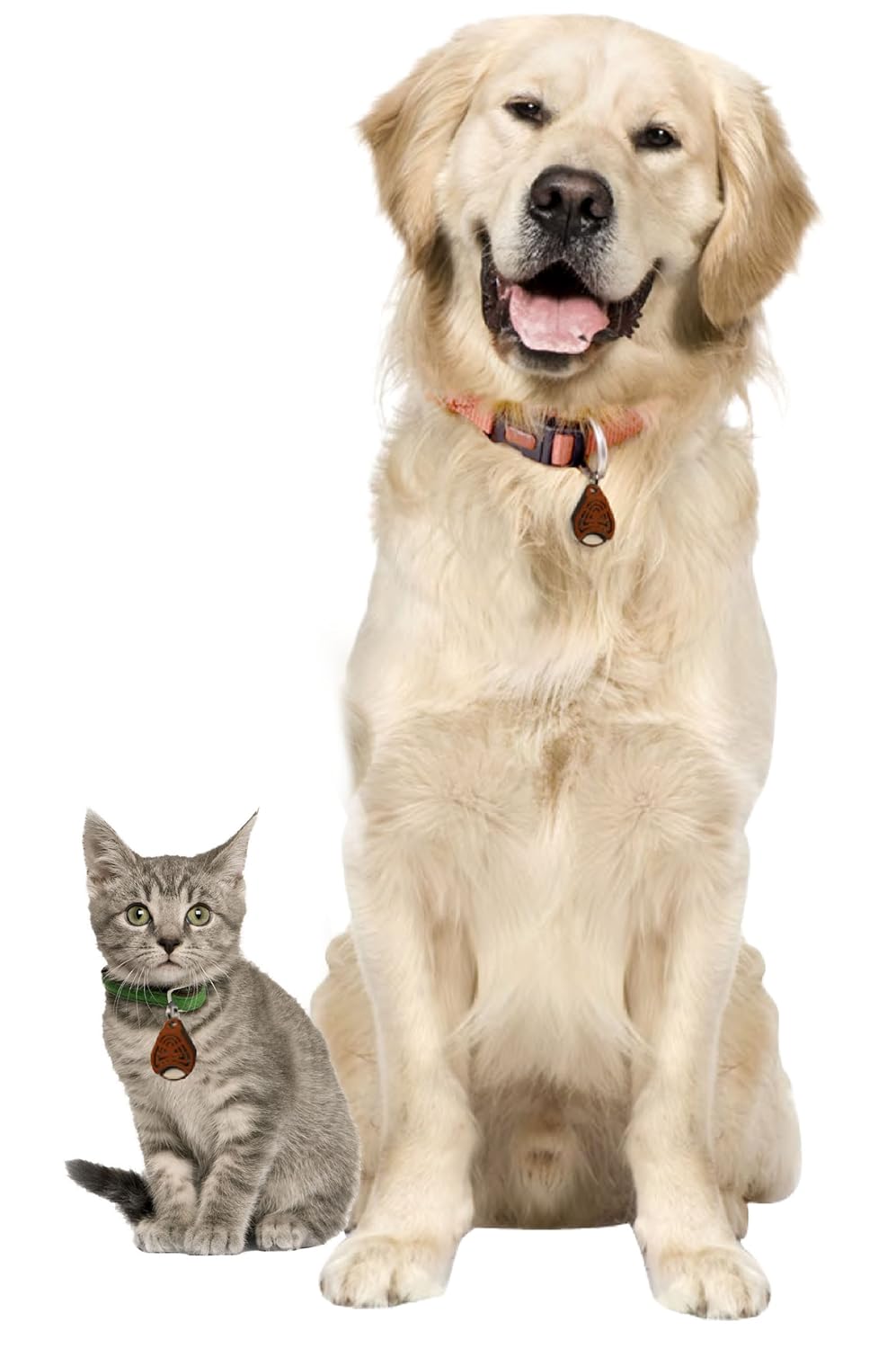 TICKLESS ORANGE COLOUR