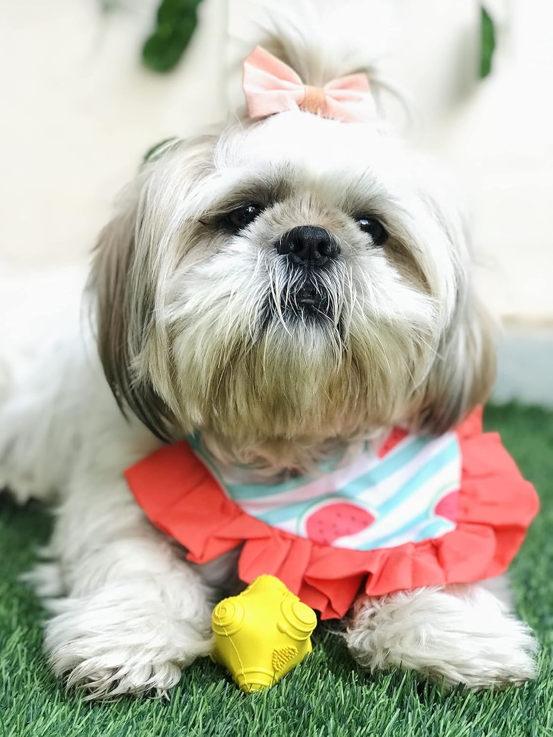BARKBUTLER JUST A SNITCH  YELLOW