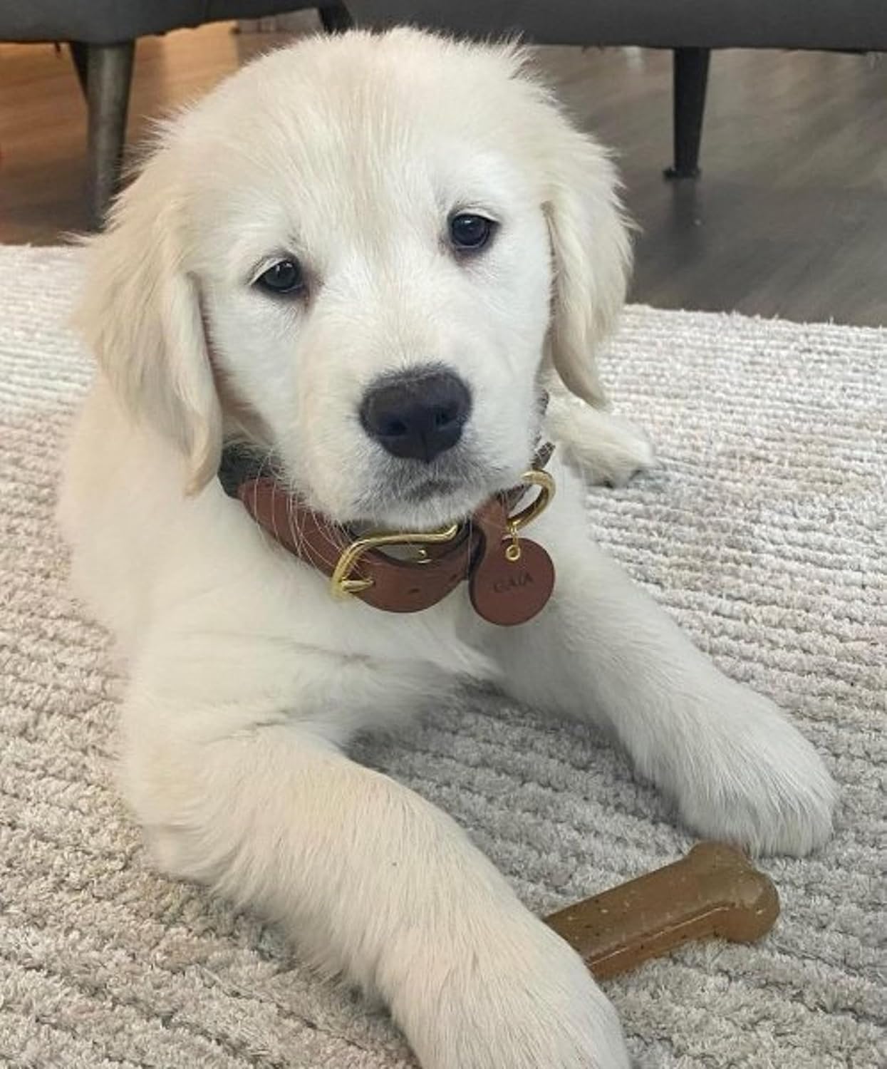NB PUPPY POWER CHEW L