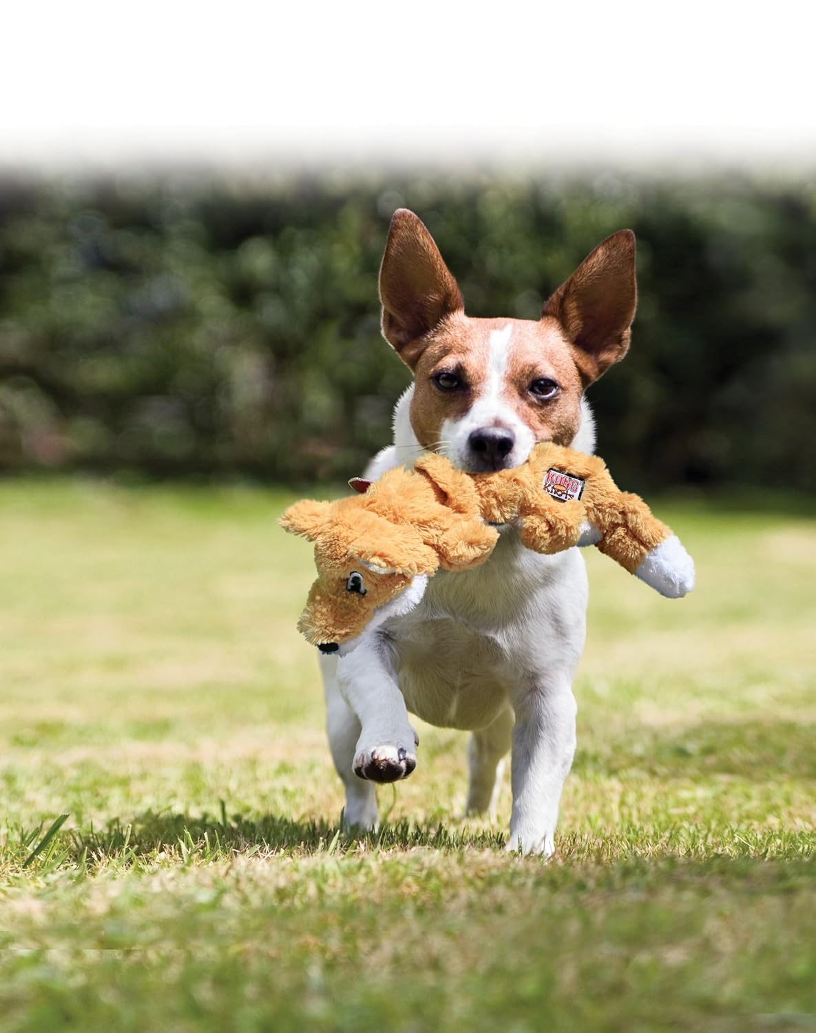 KONG SCRUNCH KNOTS SQUIRREL S M