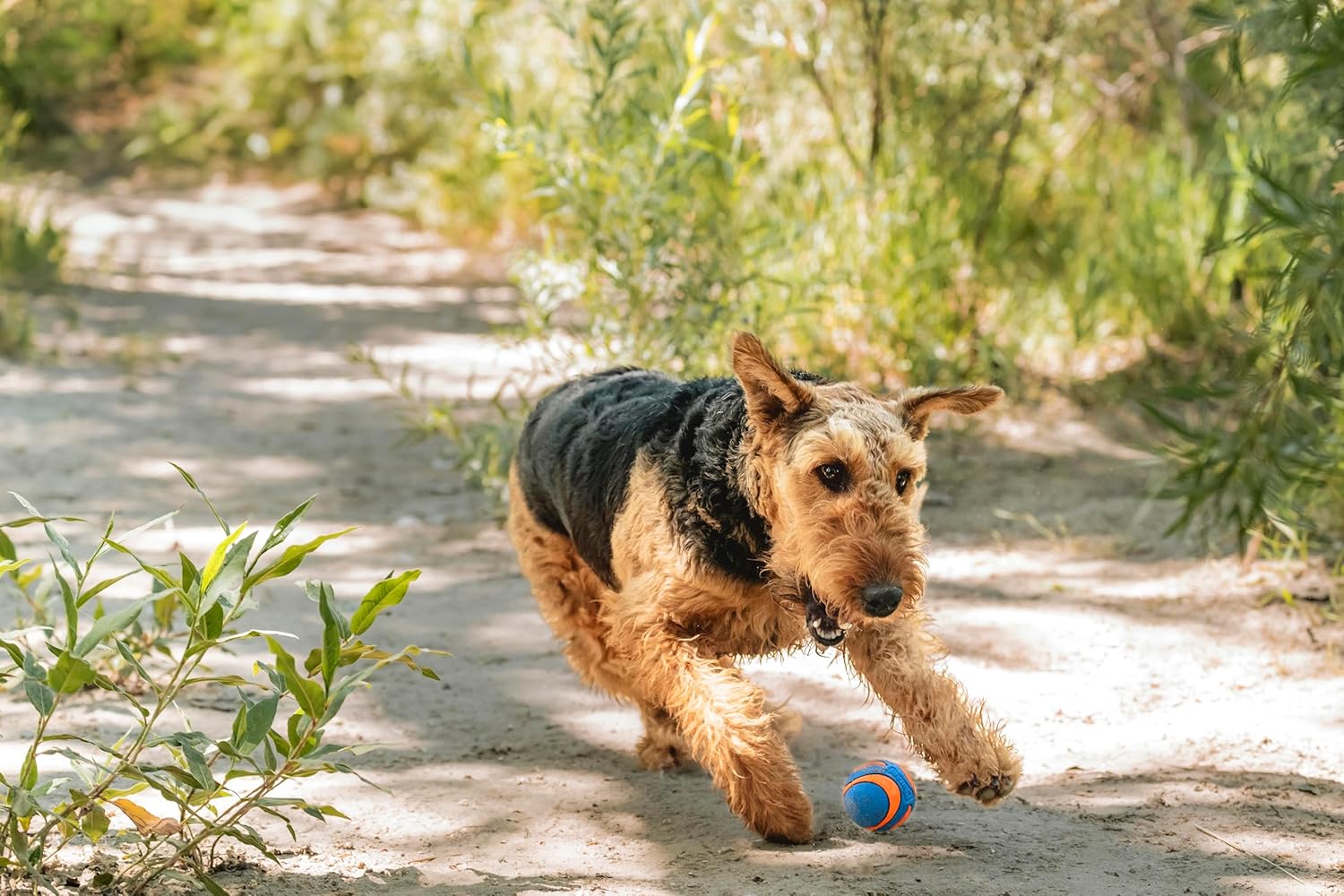 CHUCKIT ULTRA SQUEAKER BALL S