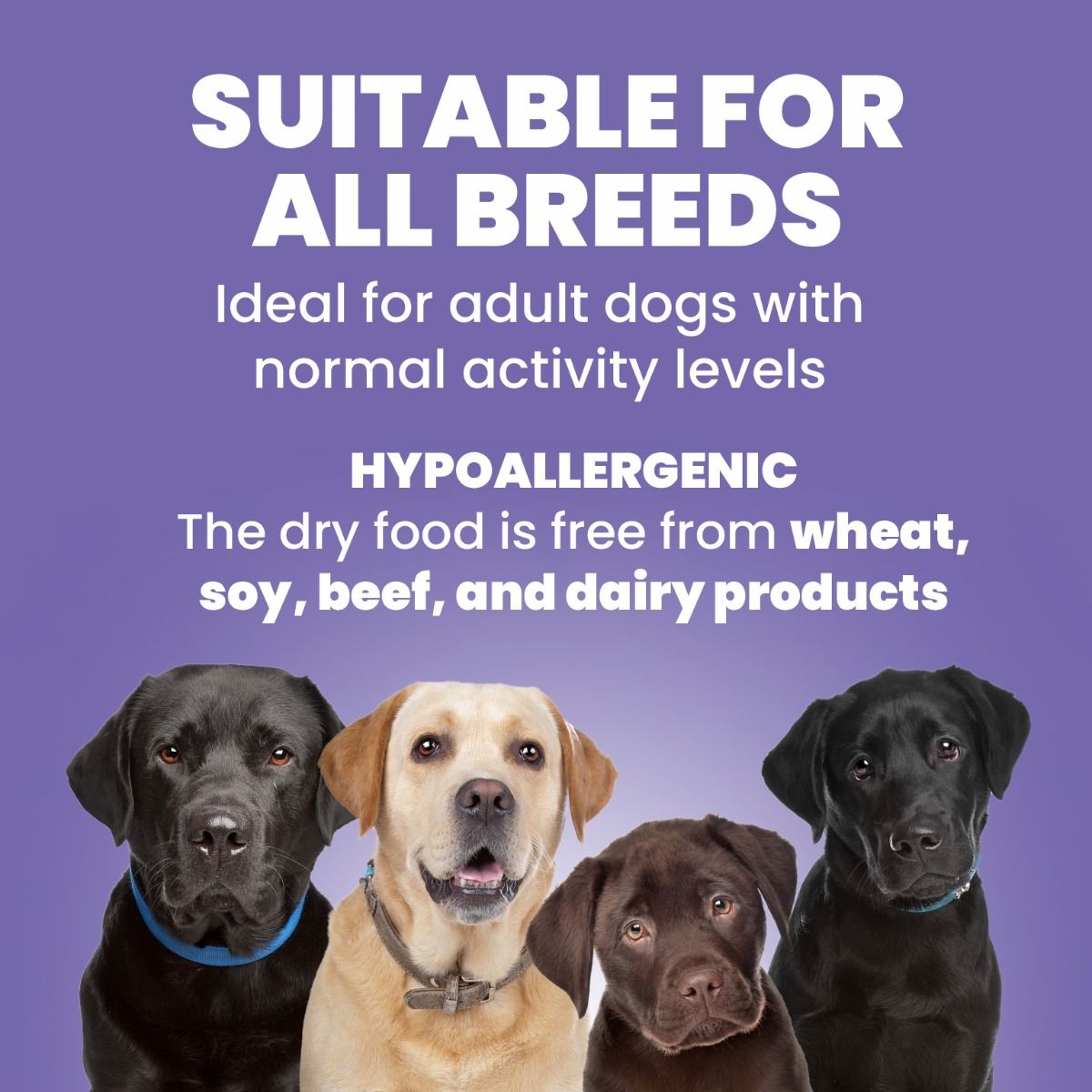 ARDEN GRANGE ADULT DOG LARGE BREED 2KG