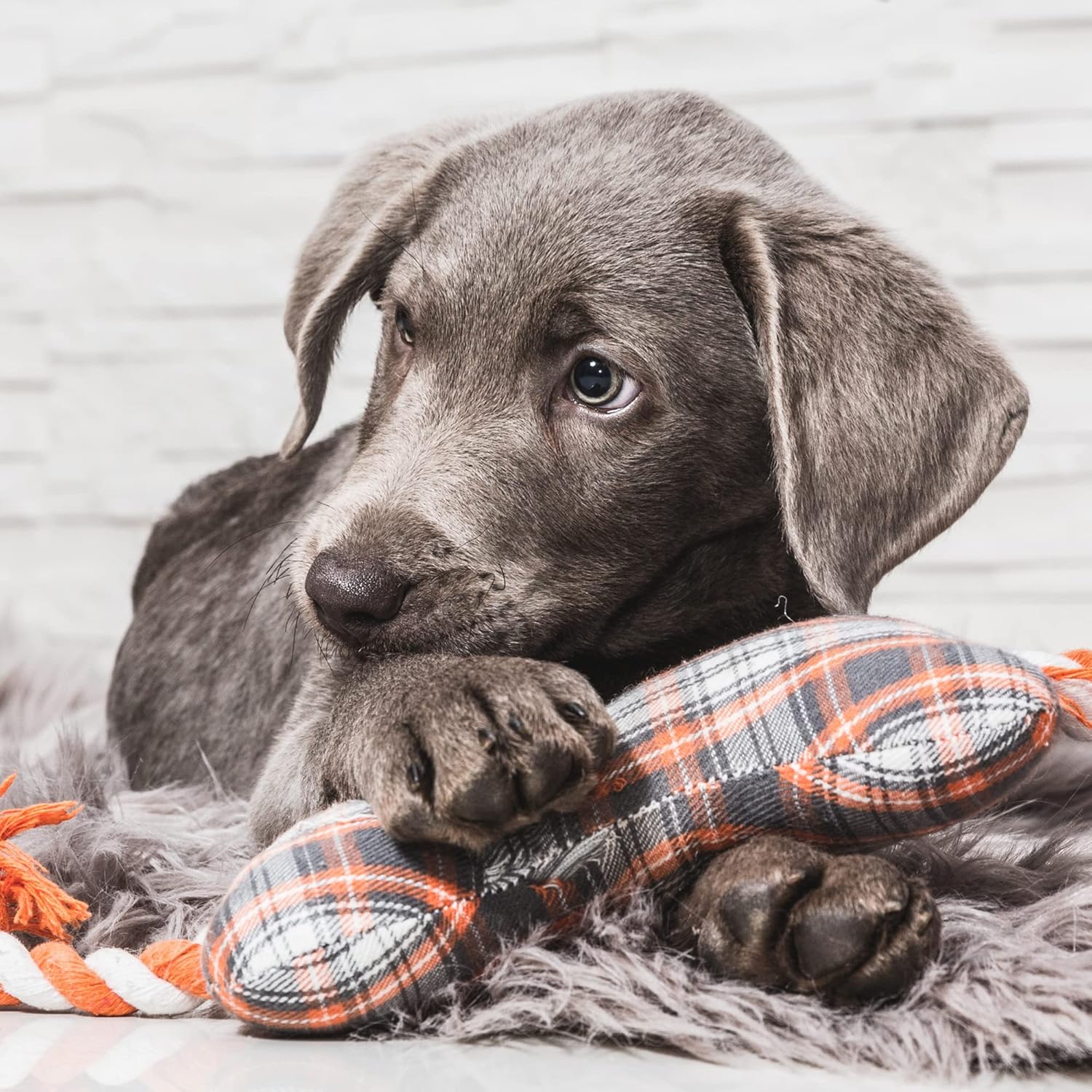 ARDEN GRANGE PUPPY JUNIOR LARGE BREED 12KG