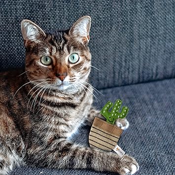 BARKBUTLER FOFOS CAT TOYS GREEN CACTUS