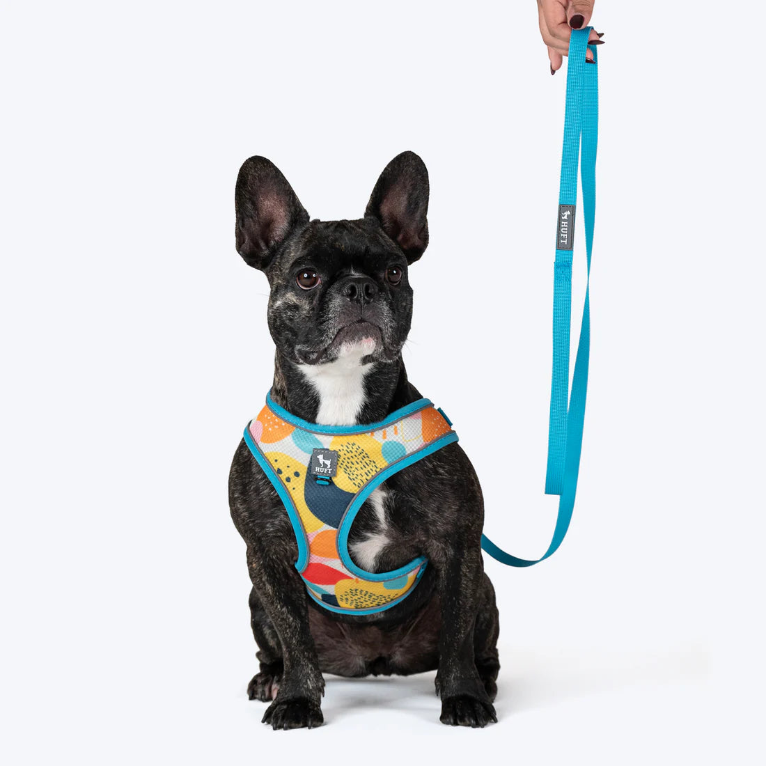 DOB PRINTED STEP  IN HARNESS M