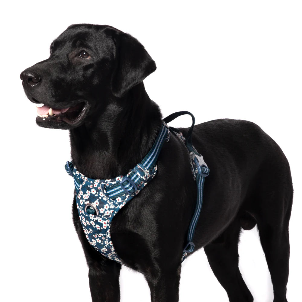 TRUELOVE FLORAL NO PULL PET HARNESS L SAXONY BULE