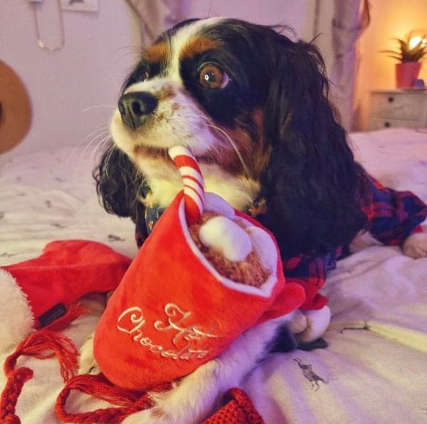 BARKBUTLER FOFOS XMAS HOT CHOCOLATE TOY